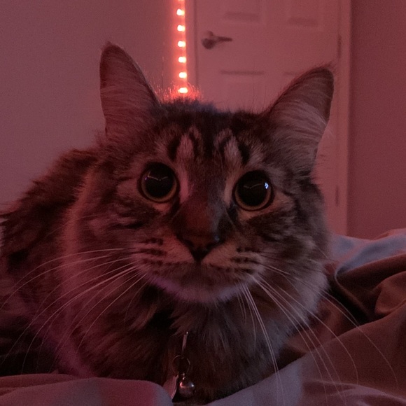 Meet your Posher, Lynzie - Picture 1 of 1